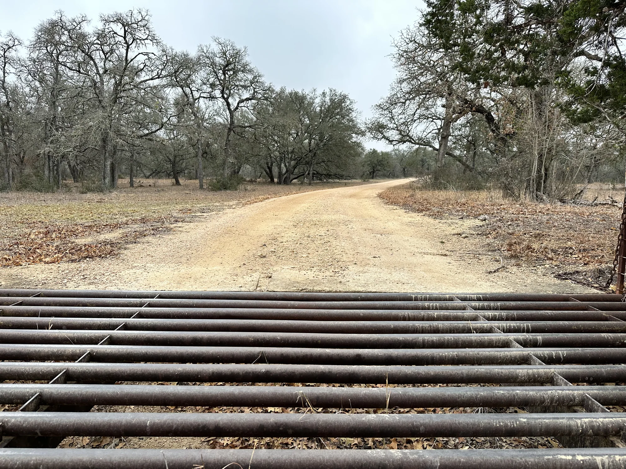 Cattle guard and unpaved ranch approach between mature trees