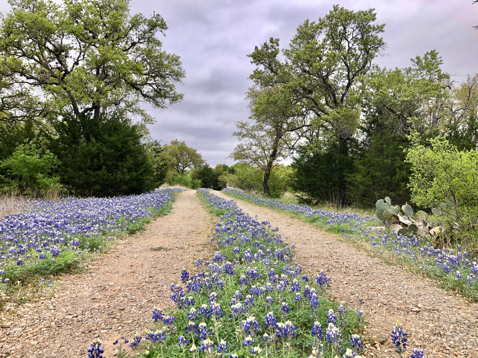 Ranch lane bordered by bluebonnets and mature trees