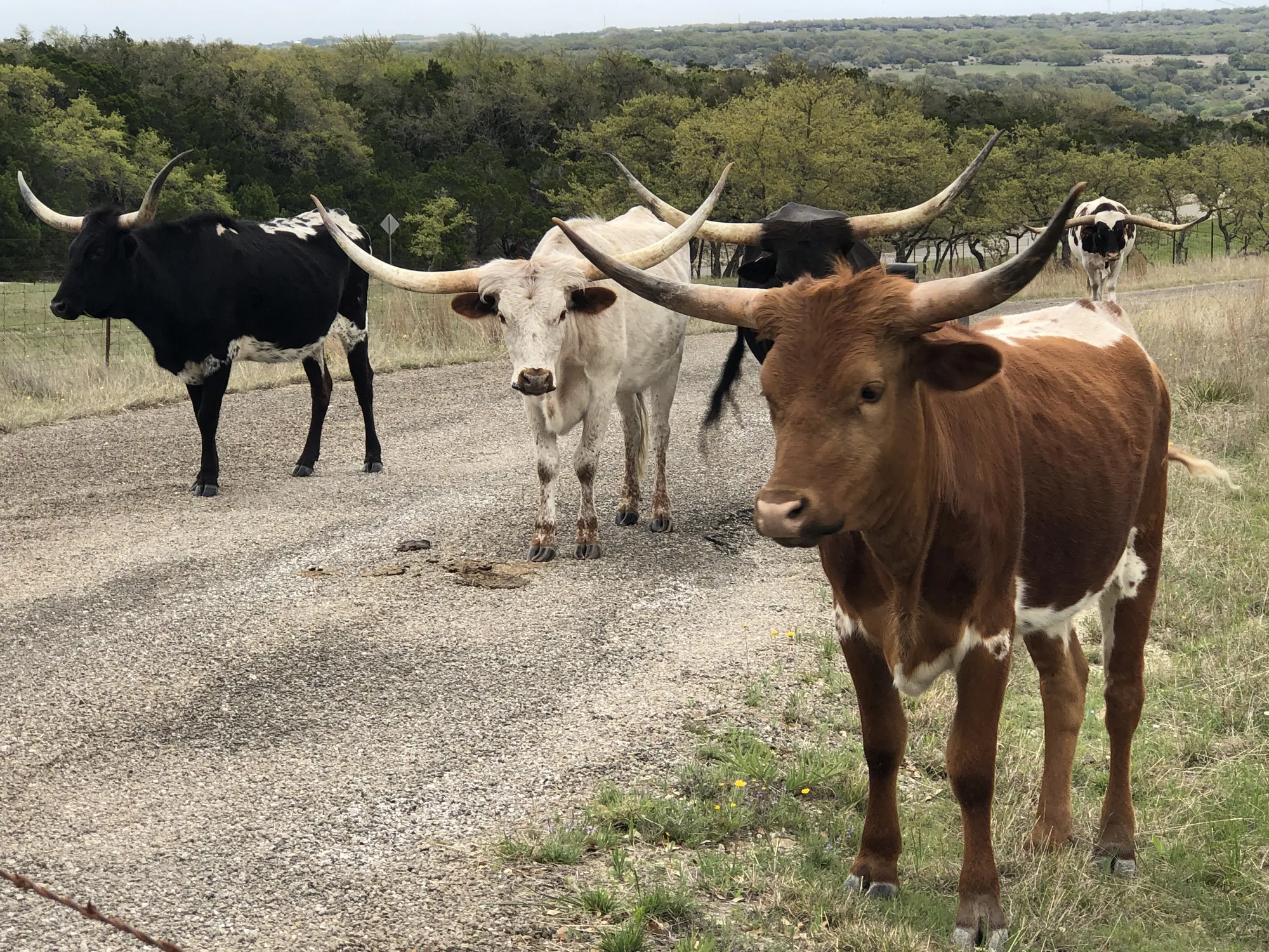 Longhorn cattle on a ranch track overlooking open country