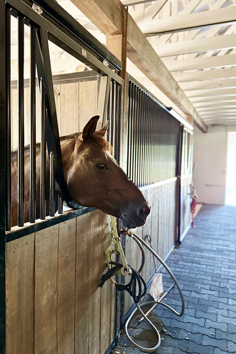 Equestrian